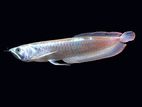 Silver Arowana Fish