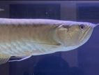 Silver Arowana Fish