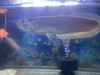 Silver Arowana Fish