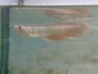 Silver Arowana Fish