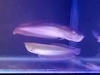 Silver Arowana fish with tank