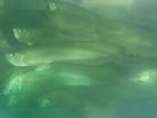 Silver Arowana Fish