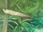 Silver Arowana Fish