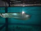 Silver Arowana