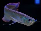 Silver Arowana