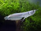 Silver Arowana