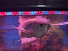 Silver Arowana Fish