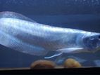 Silver Arowana