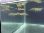 Silver Arowana Fish