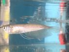 Silver Arowana