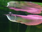 Silver Arowana