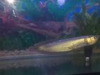 Silver Arowana