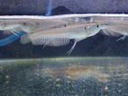 Silver Arowana Fish