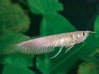 Silver Arowana