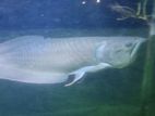 Silver Arowana