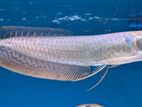 Silver Arowana