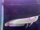 Silver Arowana