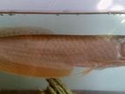 Silver Arowana