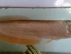 Silver Arowana