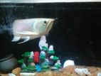 Silver Arowana Fish