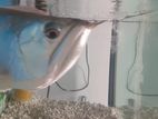 Silver Arowana Fish