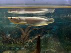 Silver Arowana