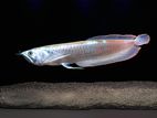 Silver Arowana Fish