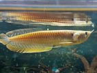 Silver Arowana
