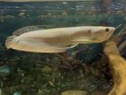 Silver Arowana