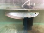 Silver Arowana Fish