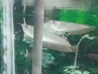 Silver Arowana