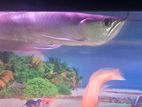 Silver Arowana