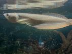 Silver Arowana Fish