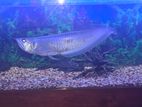 Silver Arowana