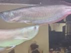Silver Arowana