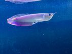 Silver Arowana