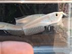 Silver Arowana
