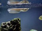 Silver Arowana