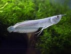 Silver Arowana