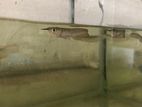 Silver Arowana Fish