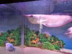 Silver Arowana