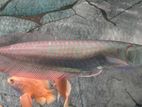 Silver Arowana