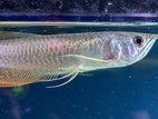 Silver Arowana Fish