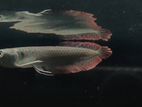 silver arowana