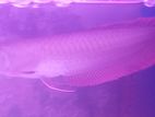 Silver Arowana