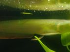 silver Arowana