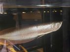 Silver Arowana