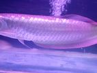 Silver Arowana
