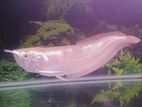 Silver Arowana Fish