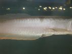 Silver Arowana